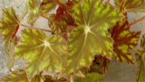 B. ‘Drama Queen’